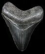 Serrated, Fossil Megalodon Tooth - Georgia #58084-1